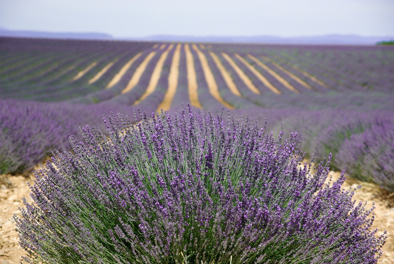 provence valensol lavender free photo