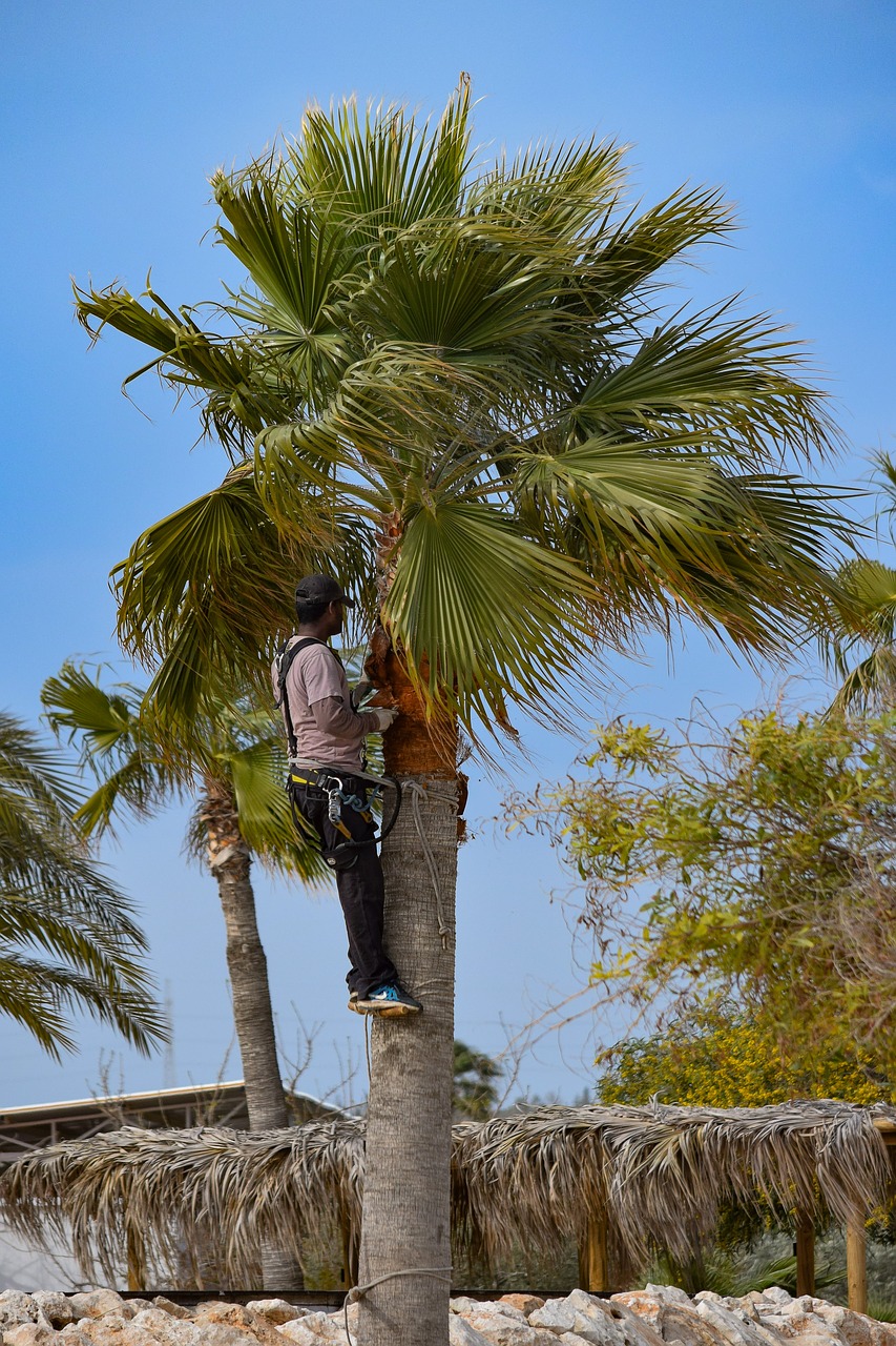 pruning prune palm tree free photo