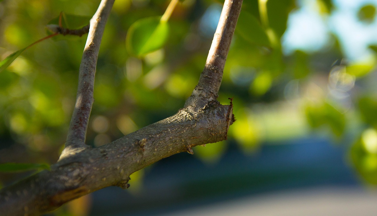 pruning branch cut free photo