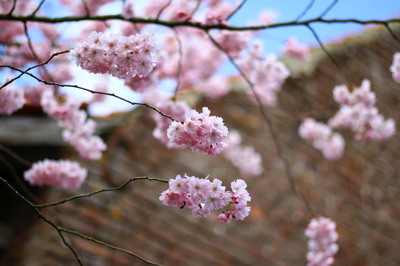 prunus flowers color pink free photo