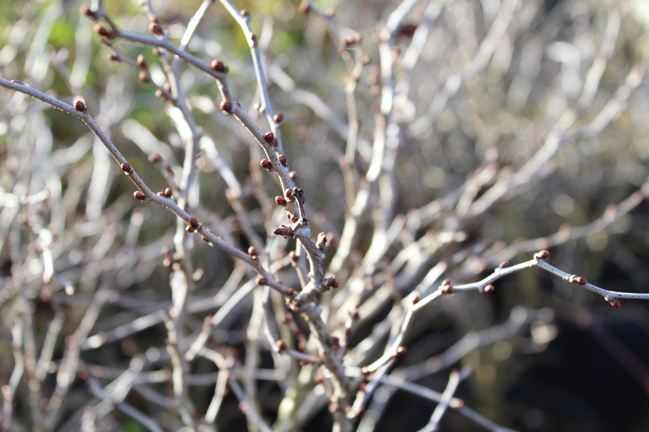 prunus kojo-no-mai flowering free photo