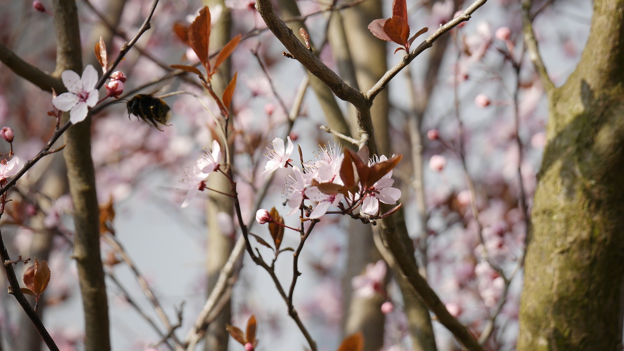 prunus serasifera branch free photo