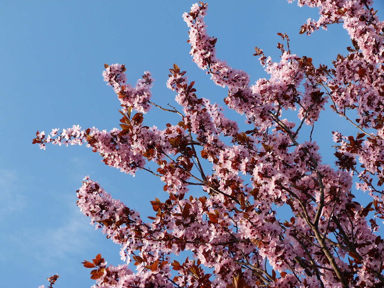 prunus flowers nature free photo