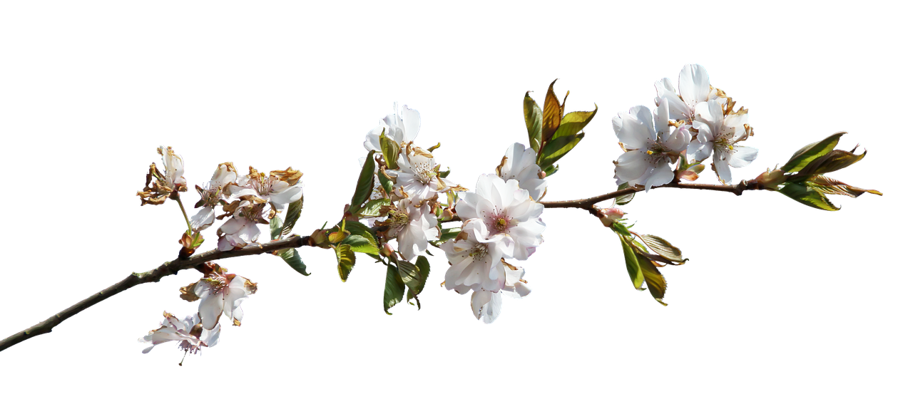 prunus  flowery branch  flowering free photo