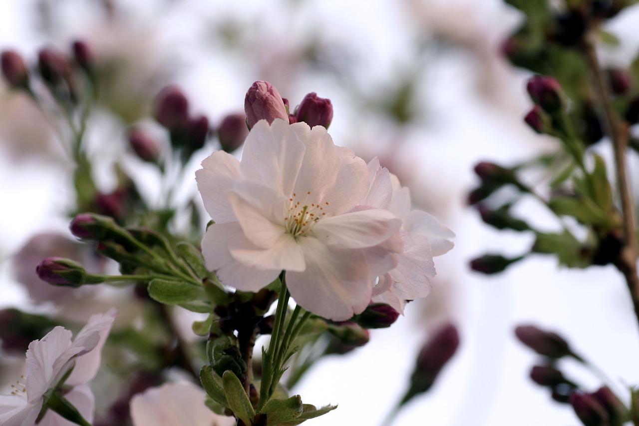 prunus  flower  plant free photo