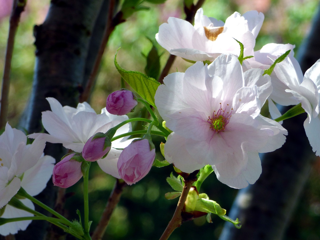 prunus  flower  tree free photo