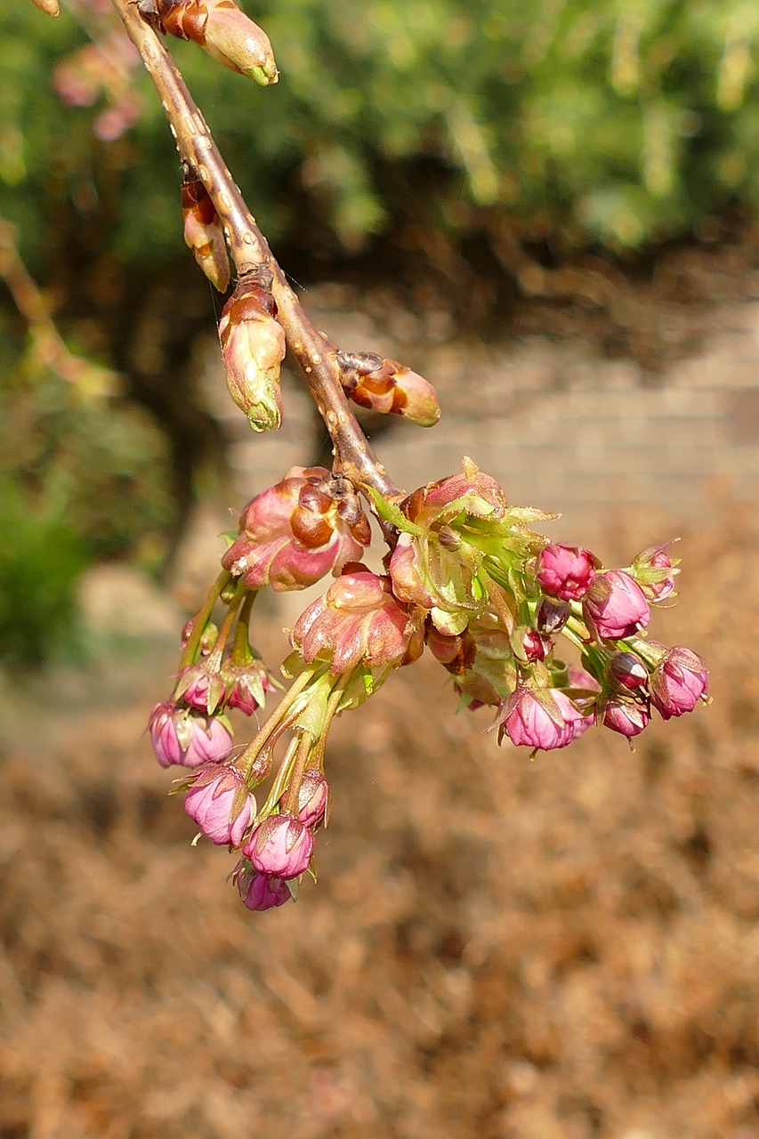 prunus  japanese cherry  blossom free photo