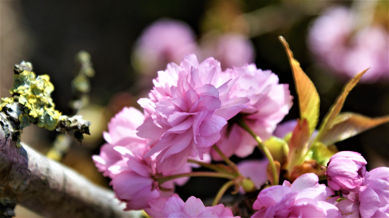 prunus  blossom  pink free photo