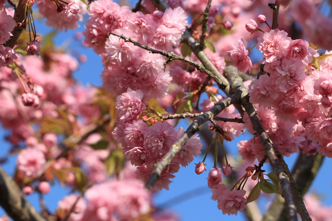 prunus  blossom  bloom free photo