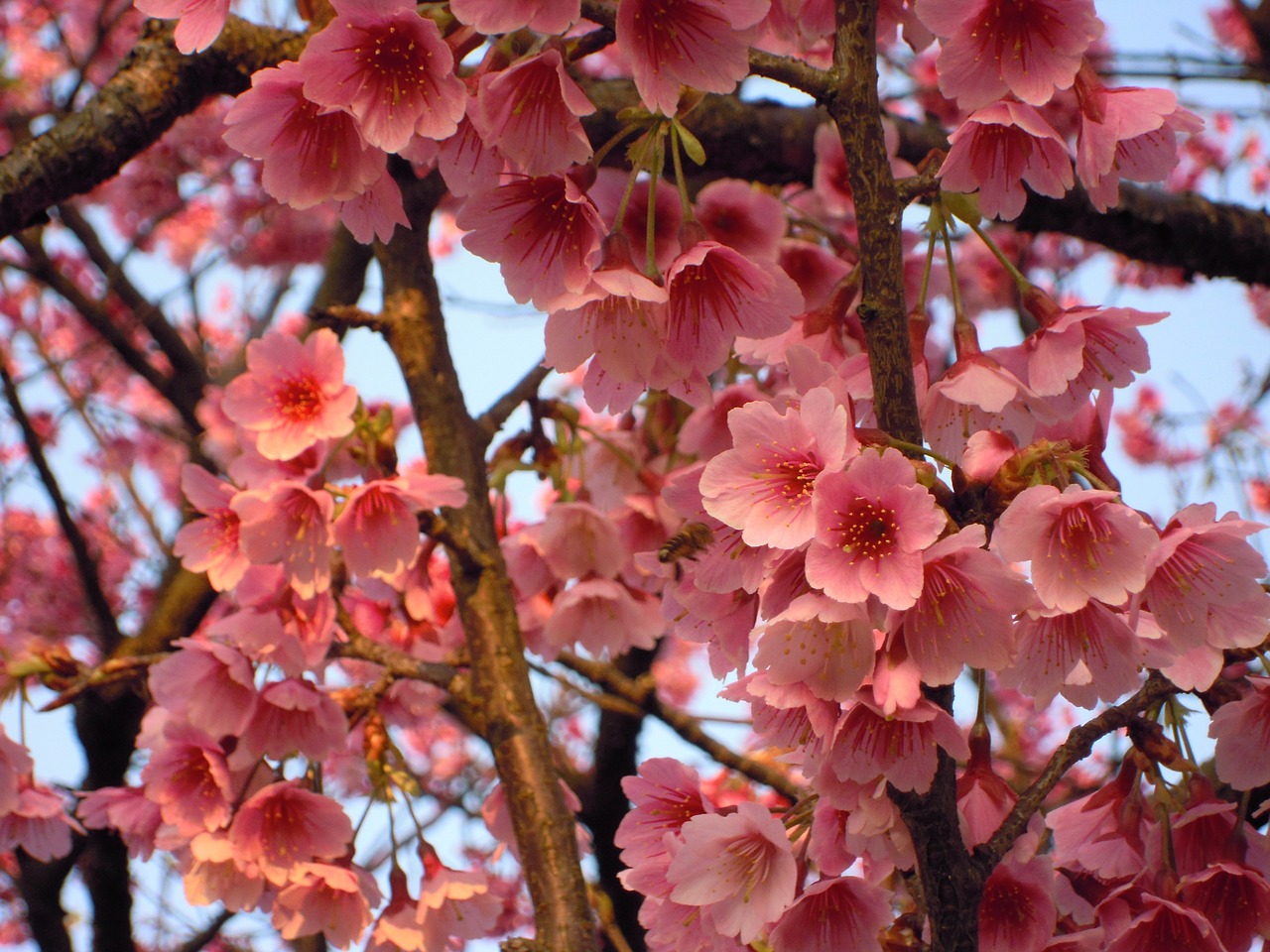 prunus sun ming shan cherry blossoms free photo