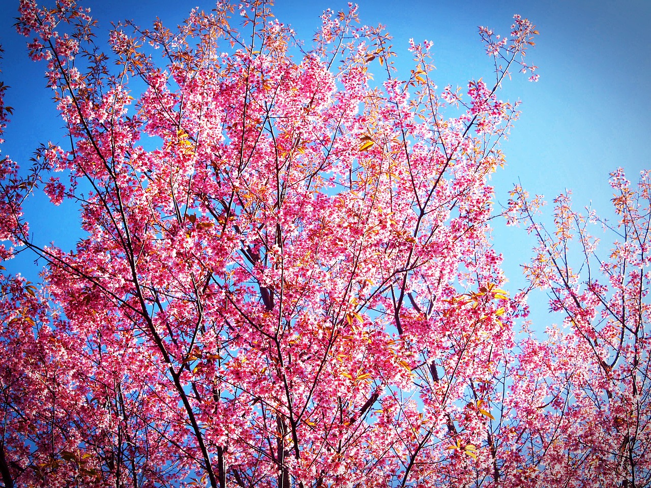 sakura blossom prunus cerasoides free photo