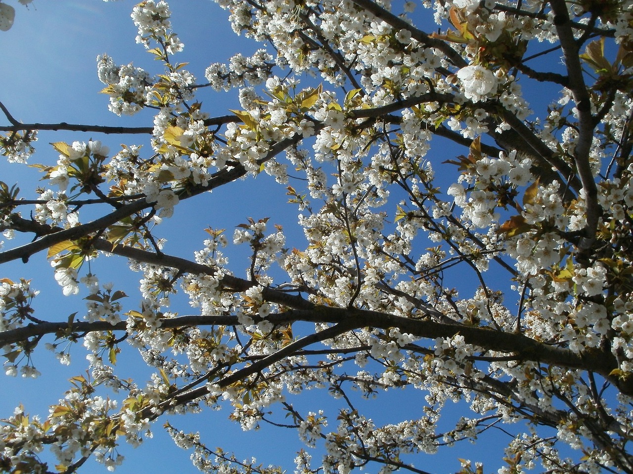 prunus cerasus cherry tree free photo
