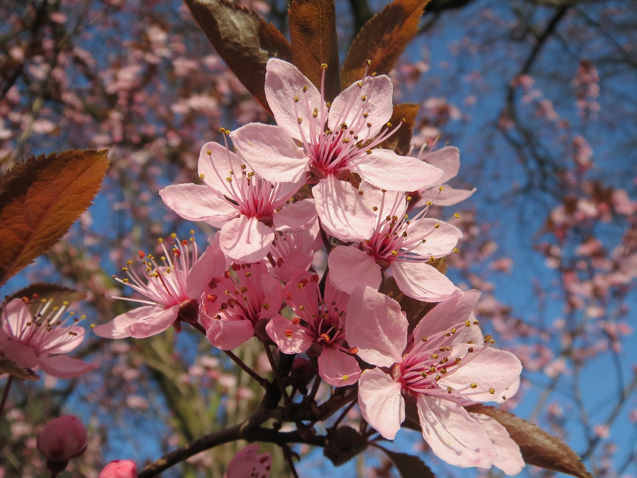 prunus domestica tree blossom free photo