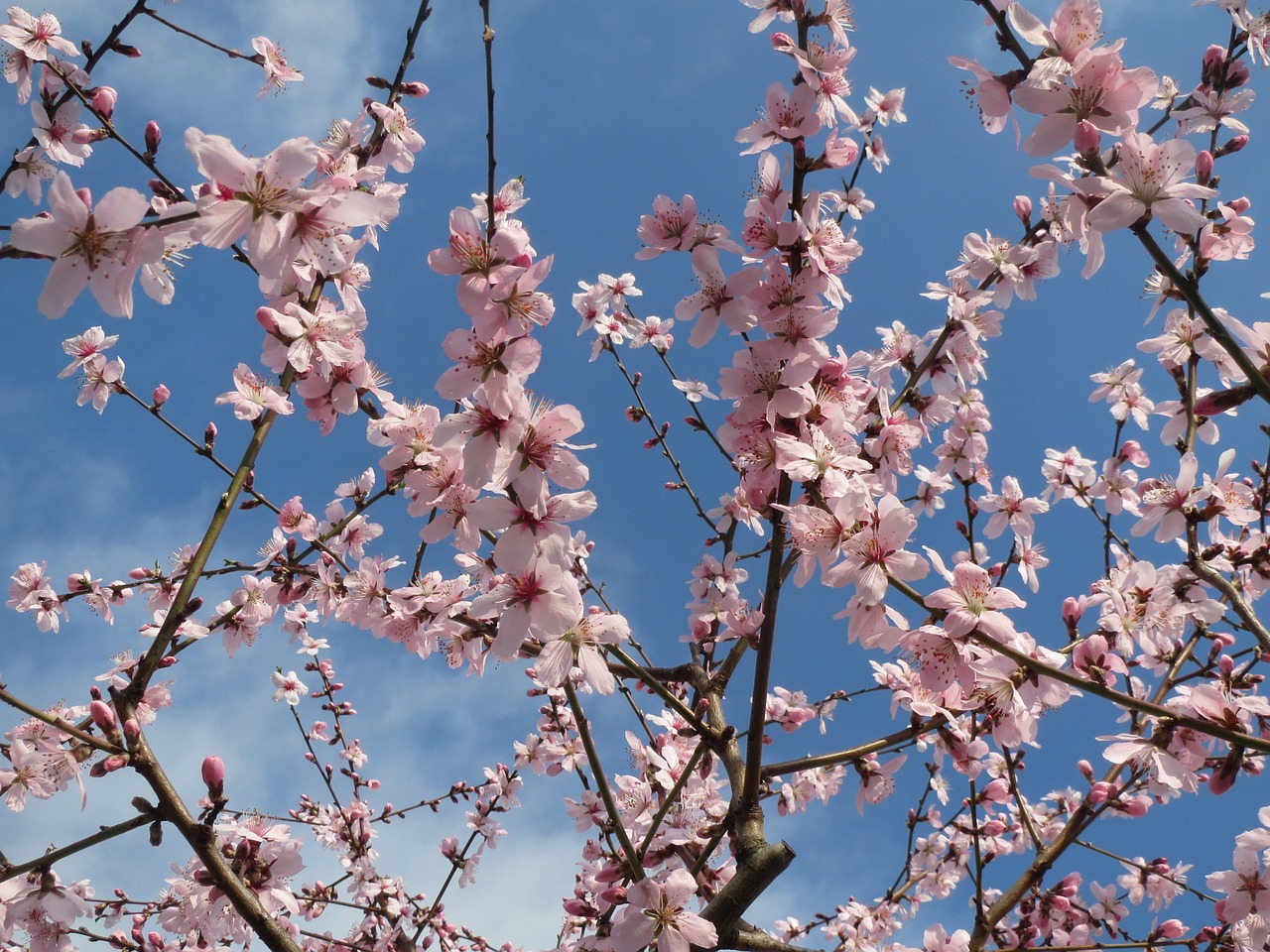 prunus dulcis almond badam free photo