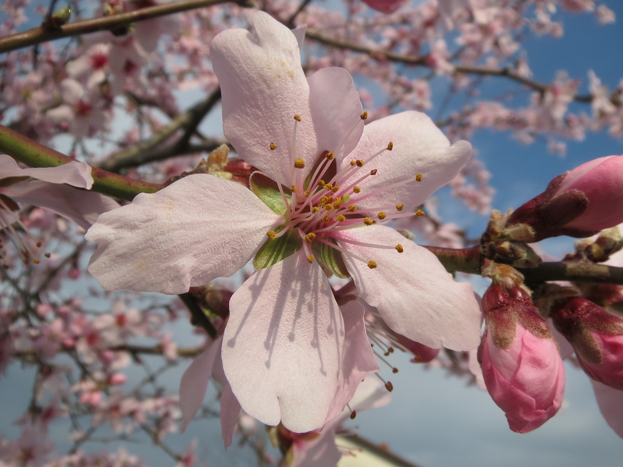 prunus dulcis almond badam free photo