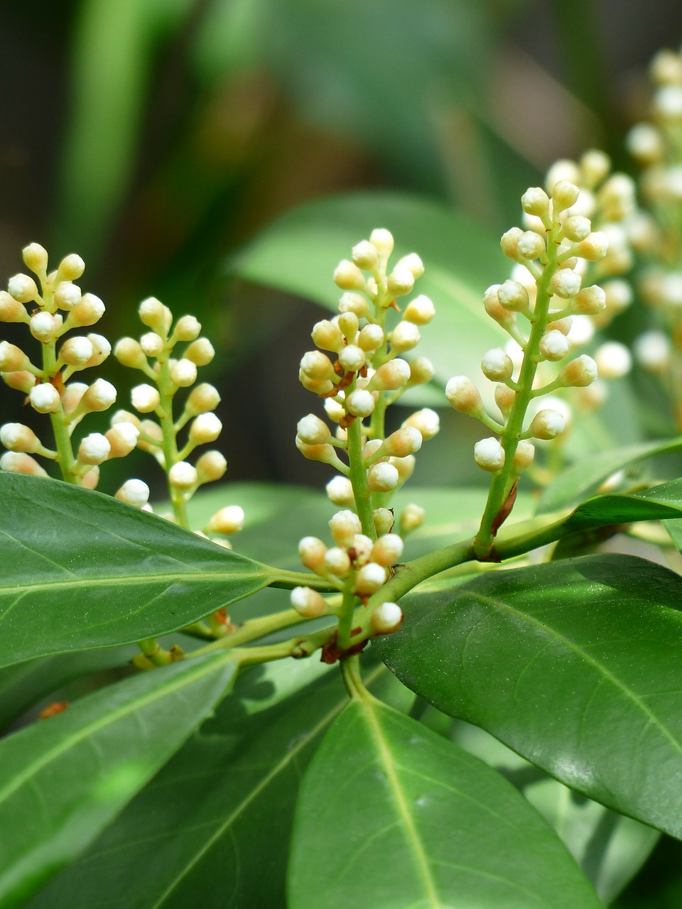 prunus laurocerasus bud bush free photo