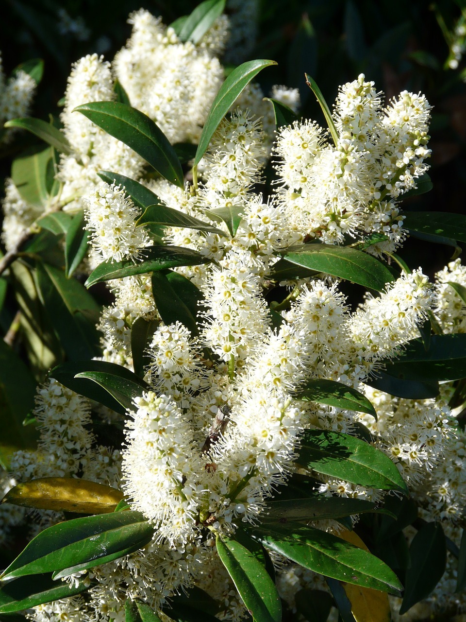 prunus laurocerasus bush blossom free photo