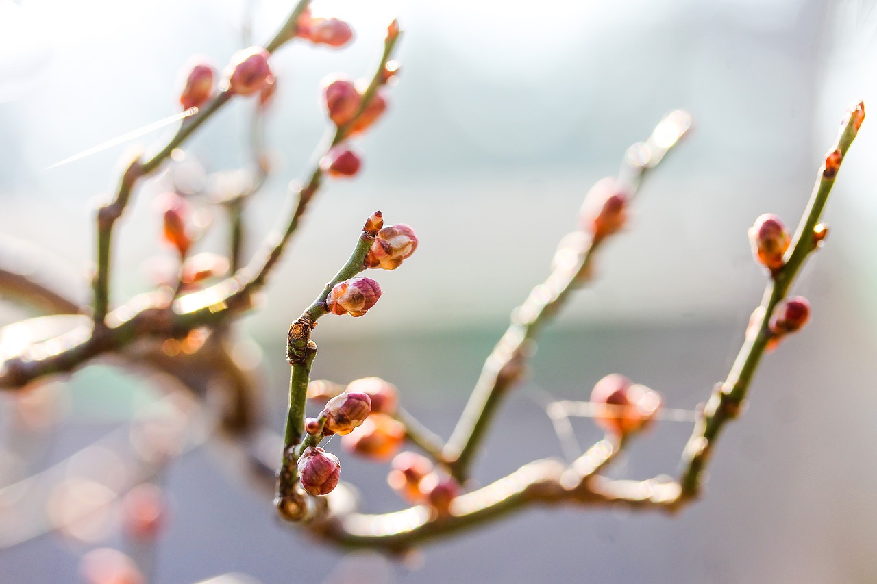 prunus mume dwarf almond bud free photo