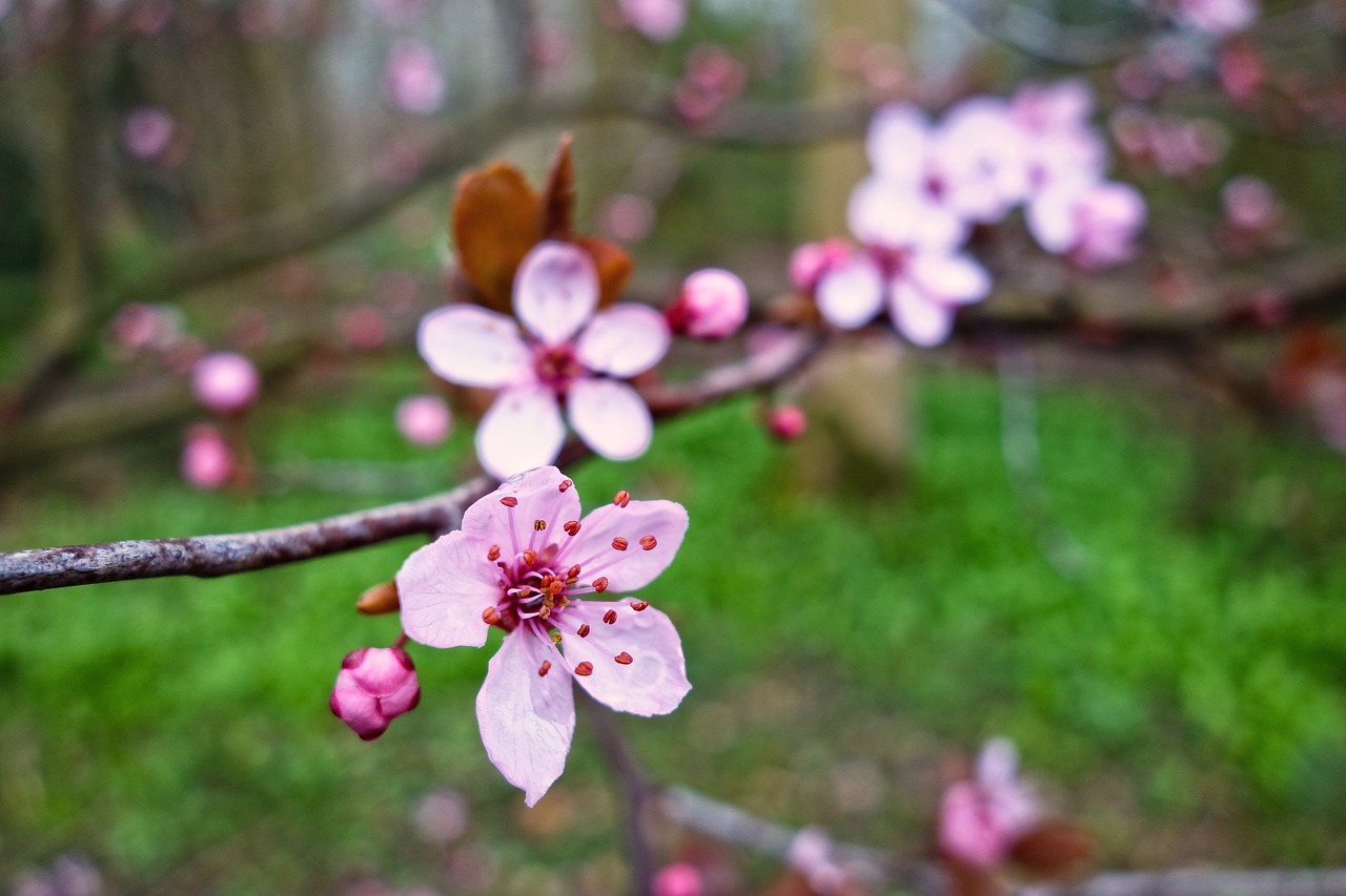 prunus nipponica japanese alpine cherry cherry blossom free photo