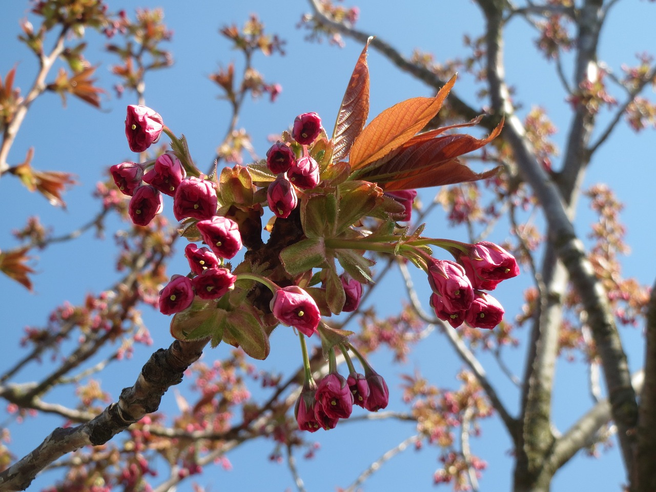 prunus serrulata japanese cherry hill cherry free photo