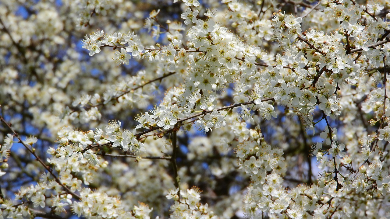 prunus spinosa blackthorn spring flowers free photo