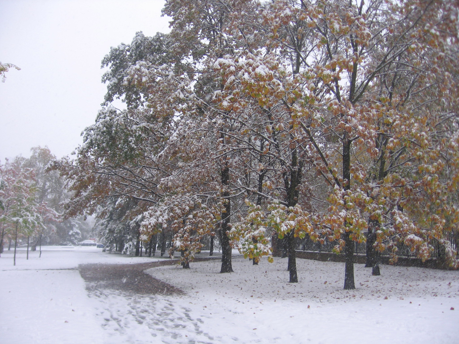 snow autumn fall free photo