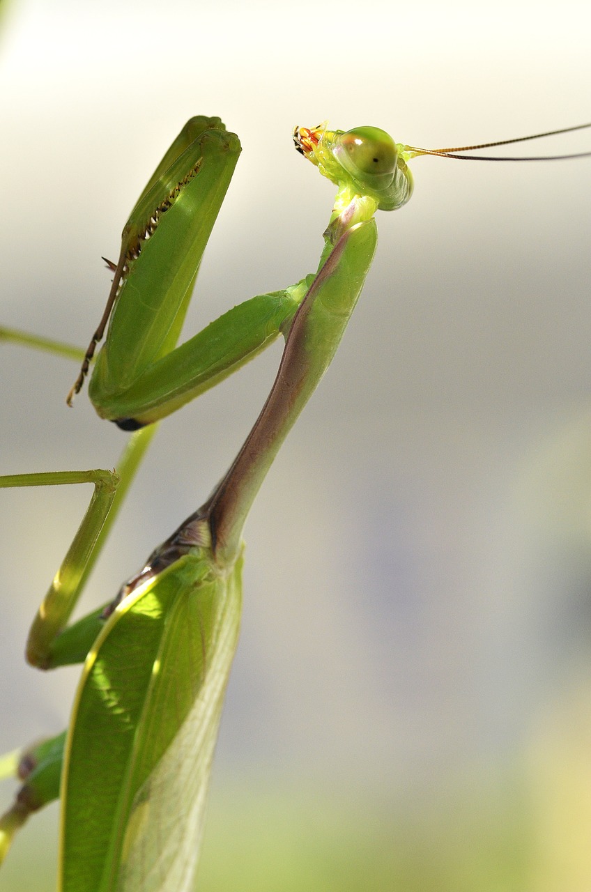prying mantis insect nature free photo