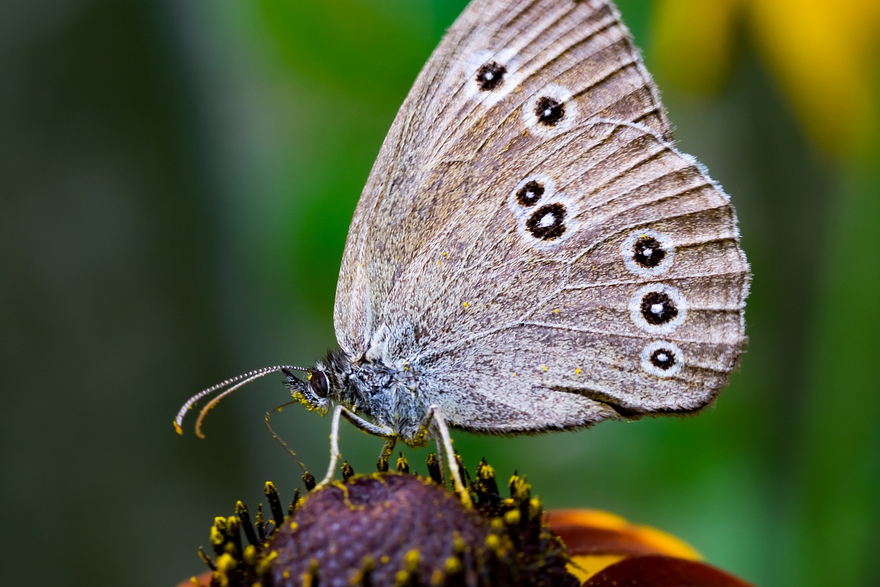 przestrojnik  lawn  butterfly free photo