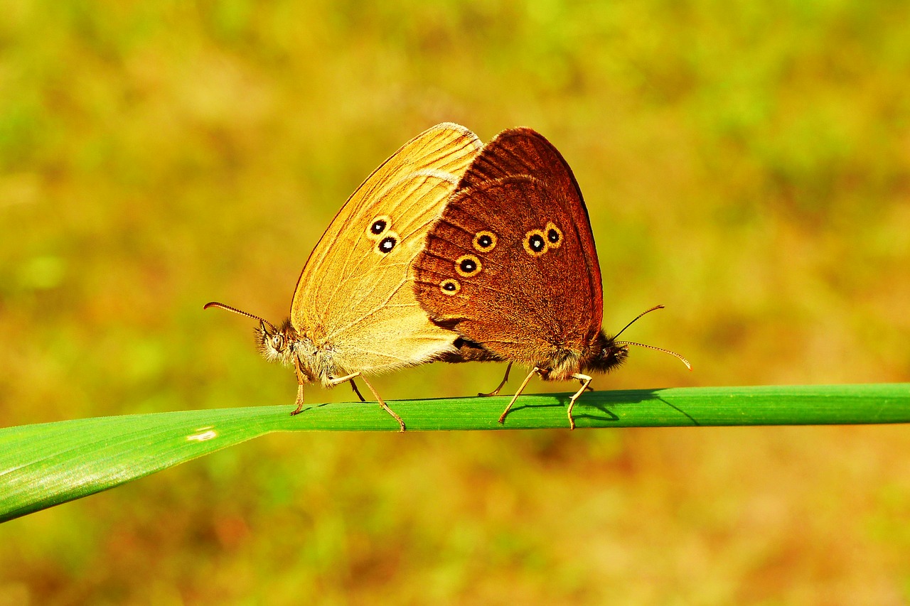 przestrojnik lawn  copulation  butterfly day free photo