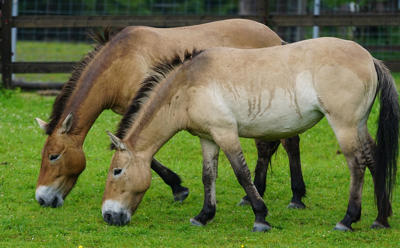 przewalski wild horse horse free photo
