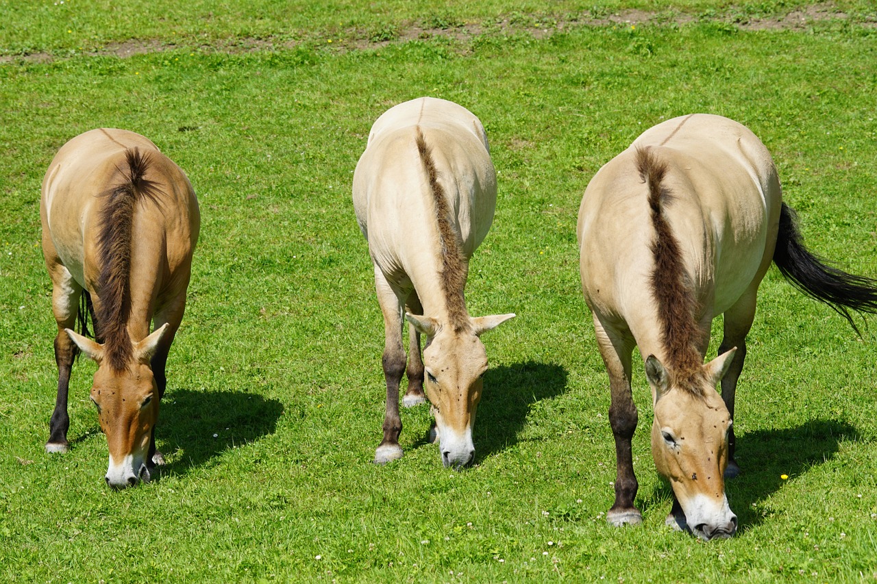 przewalski wild horse horse free photo