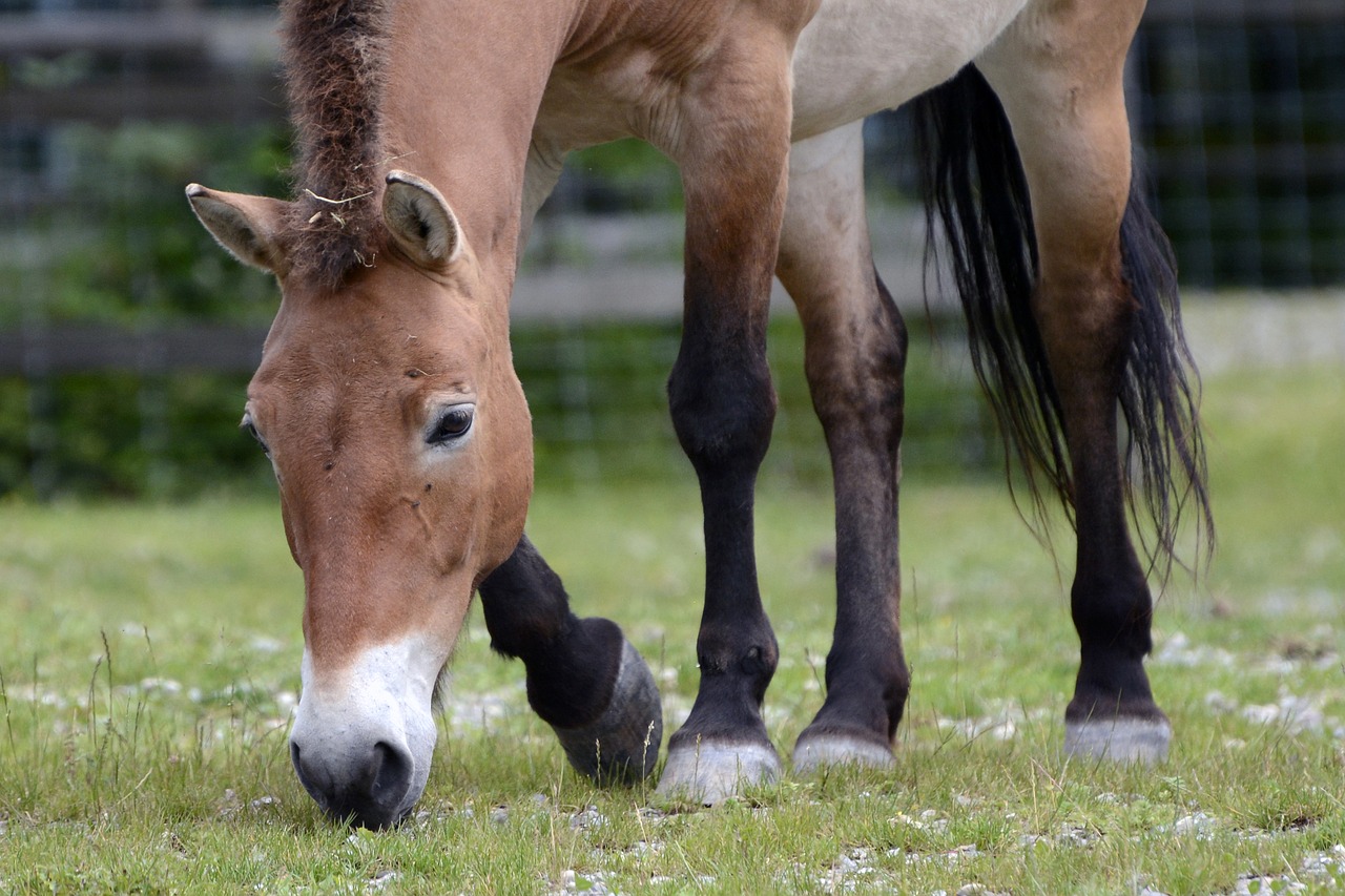 przewalski wild horse pasture free photo