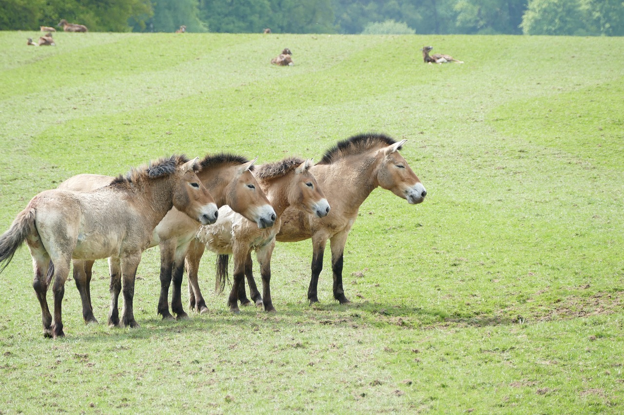 przewalski horses  horses  horse farm free photo