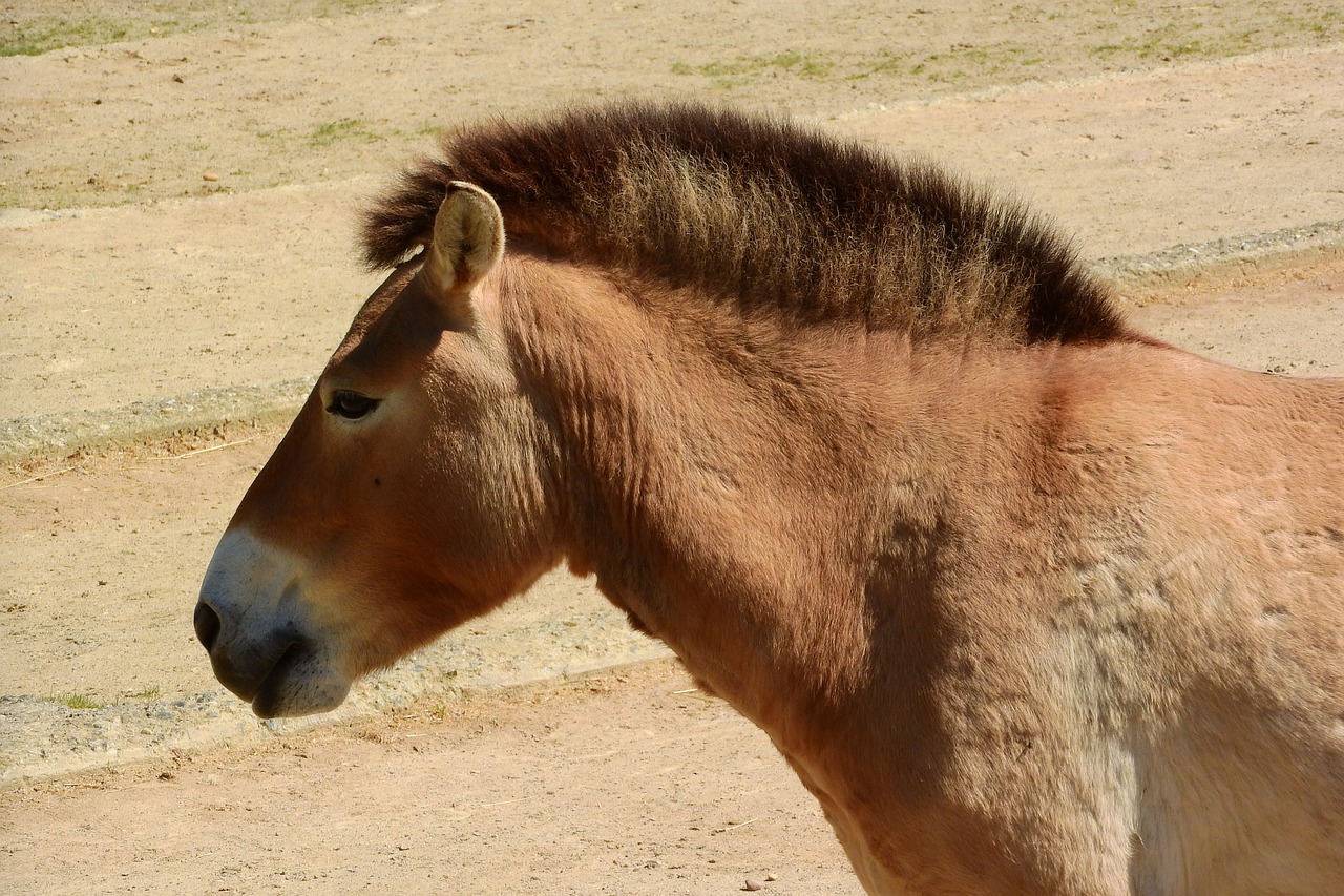 przewalski's horse mare head free photo