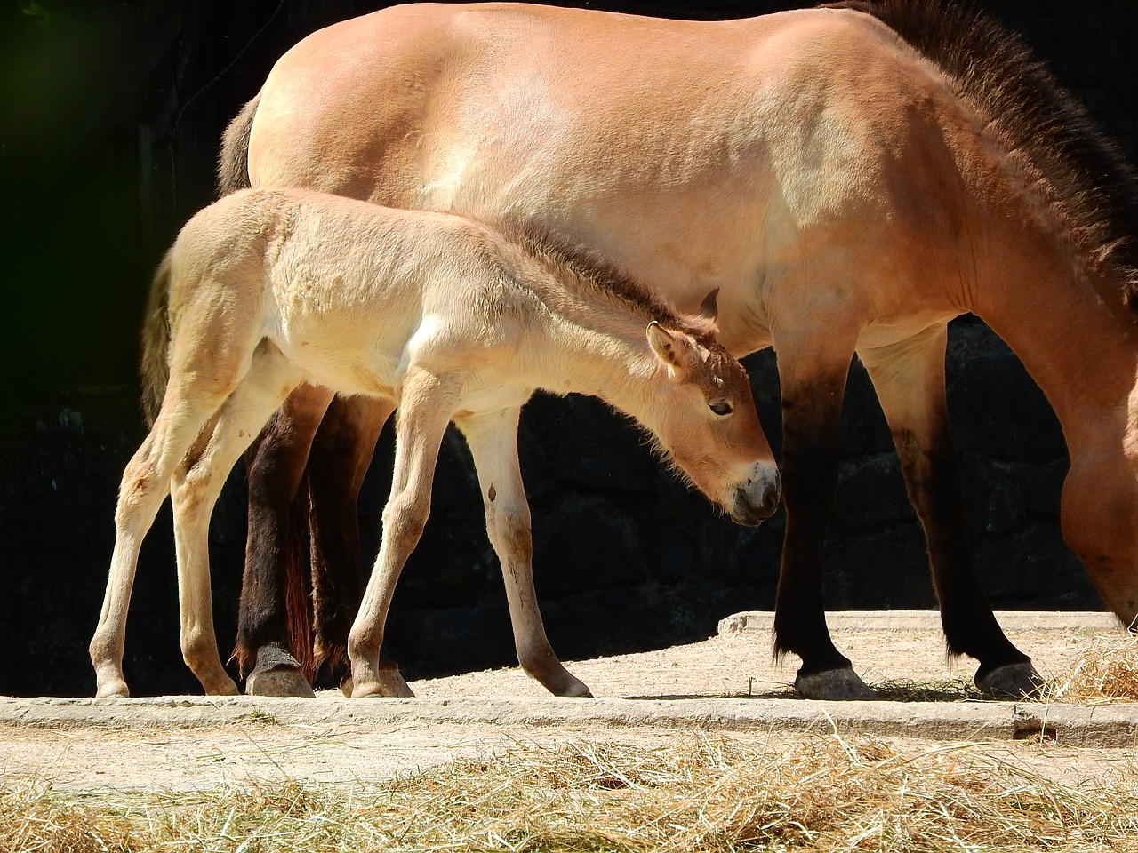 przewalski's horse equus przewalskii wild horses free photo