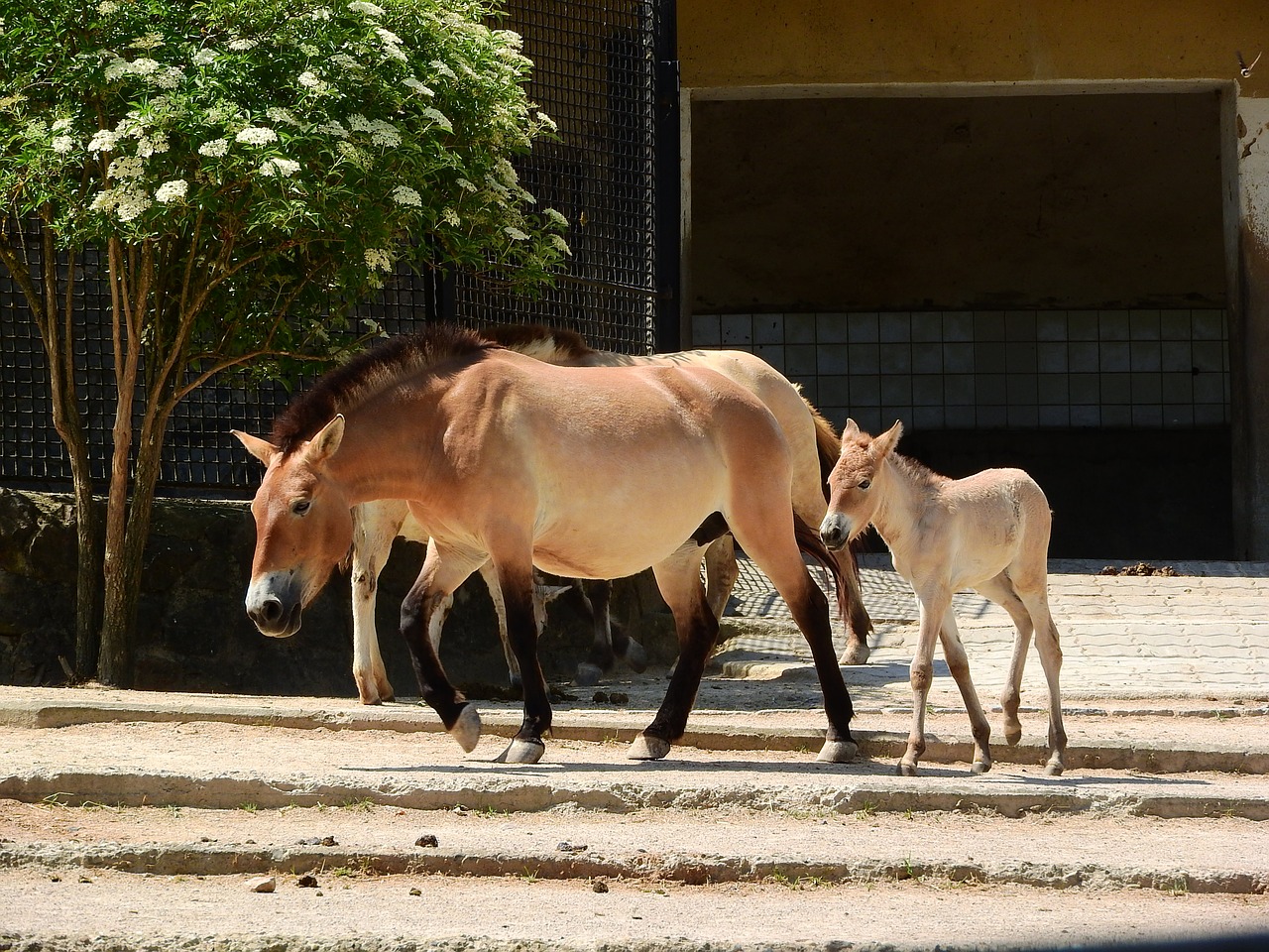 przewalski's horse equus przewalskii wild horses free photo