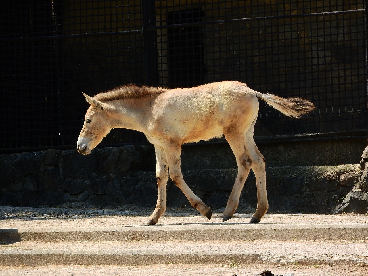 przewalski's horse equus przewalskii wild horses free photo