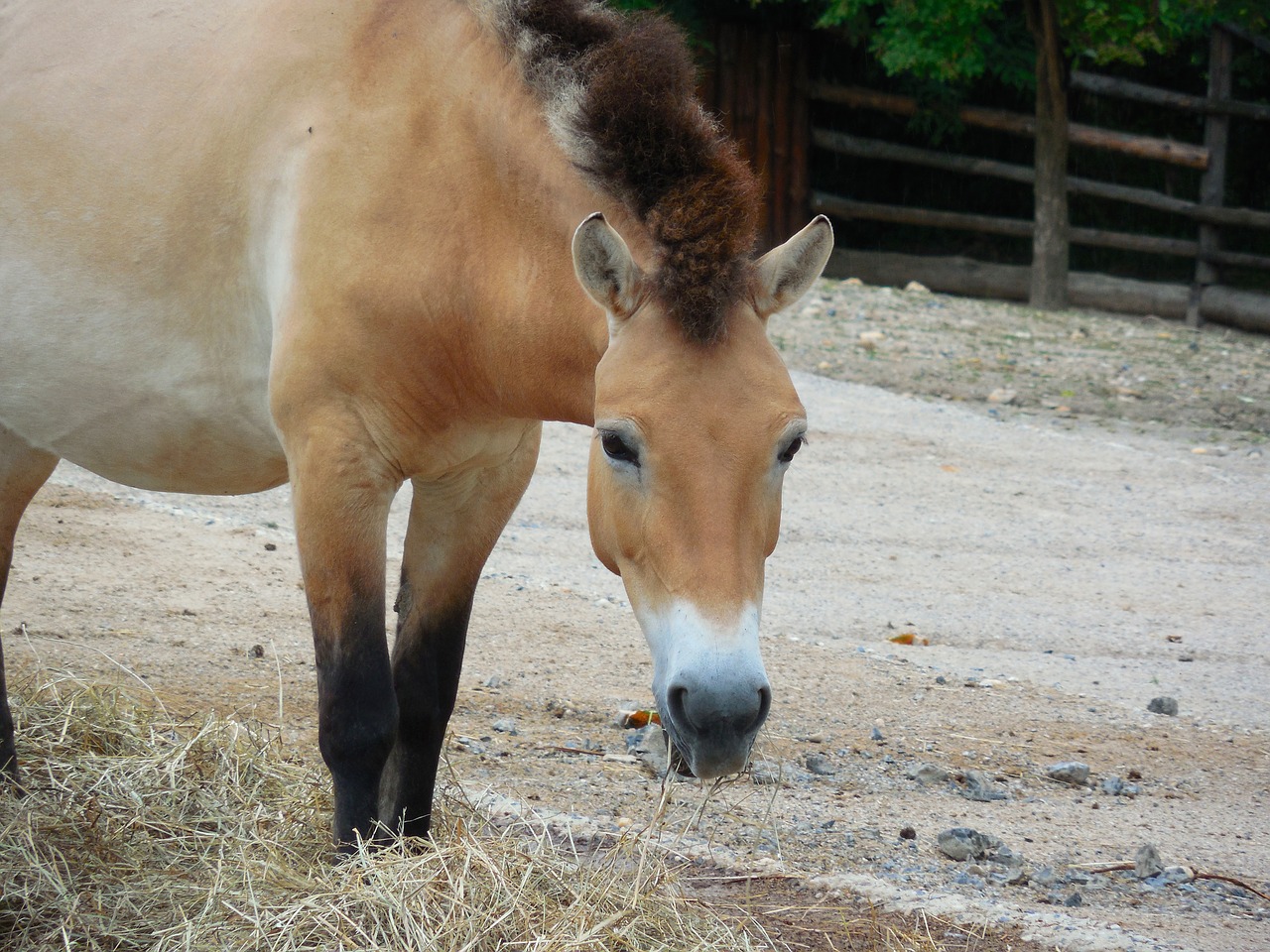 przewalski's horse  horse  animal free photo