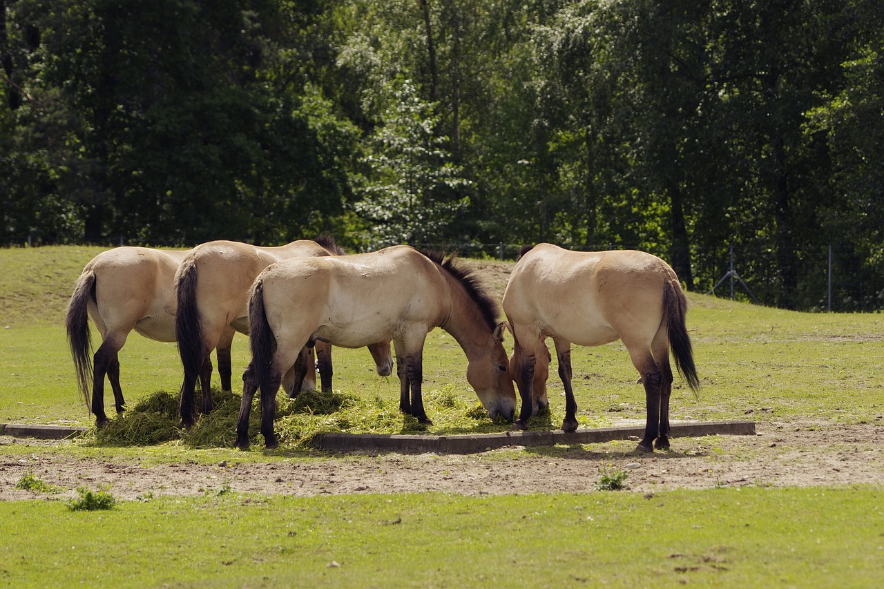 przewalski's horse horse tallinn zoo free photo