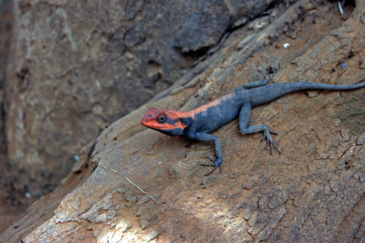 psammophilus dorsalis peninsular rock agama lizard free photo