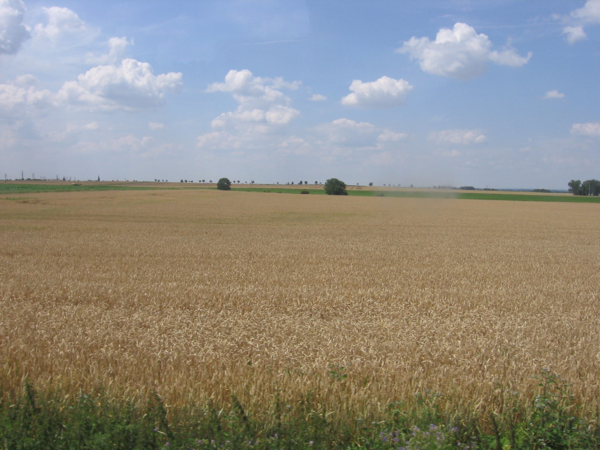 wheat field corn free photo