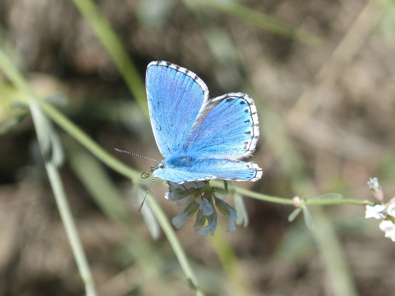 pseudophilotes panoptes butterfly blue butterfly free photo