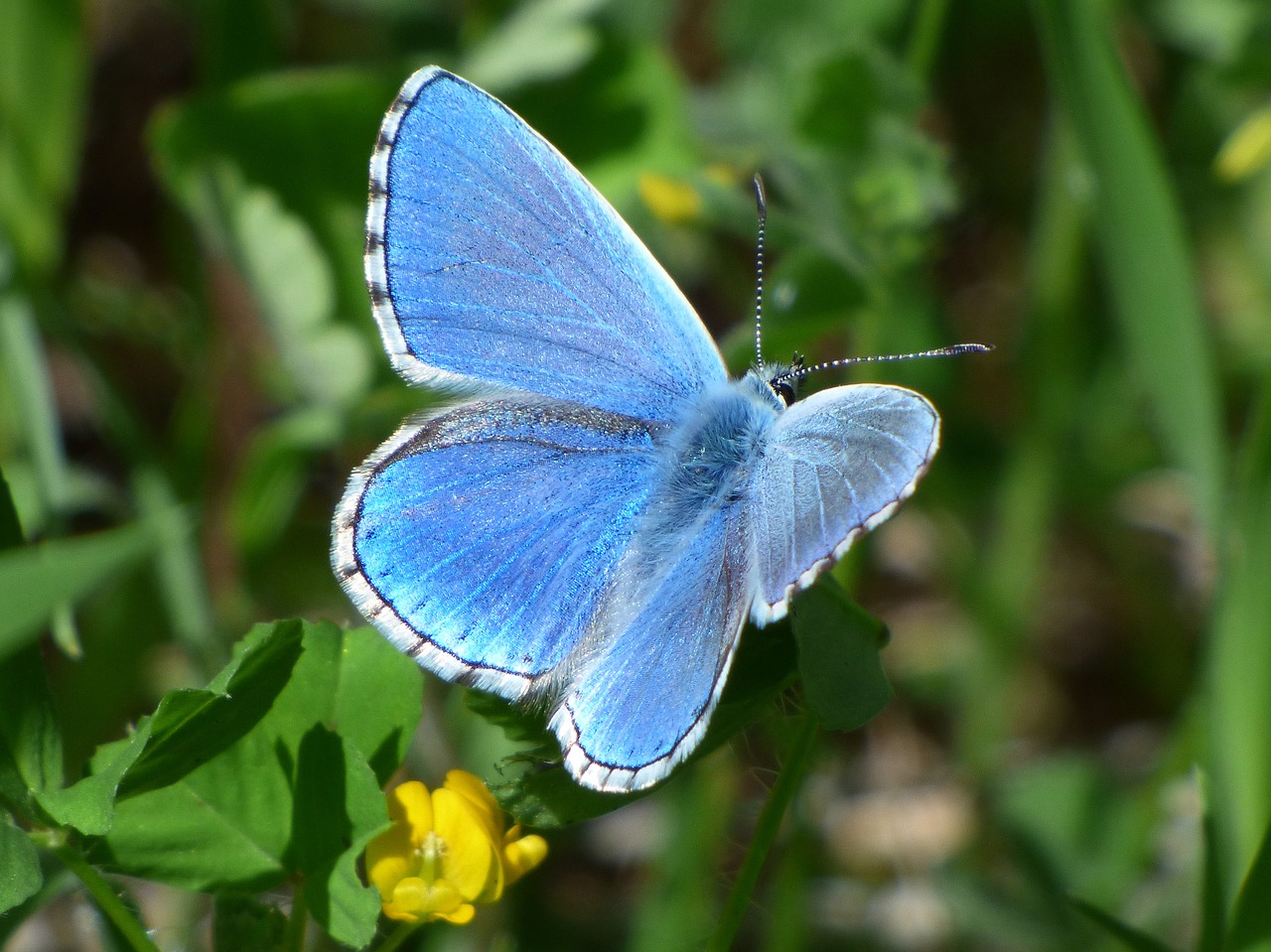 pseudophilotes panoptes blue butterfly blaveta of the farigola free photo