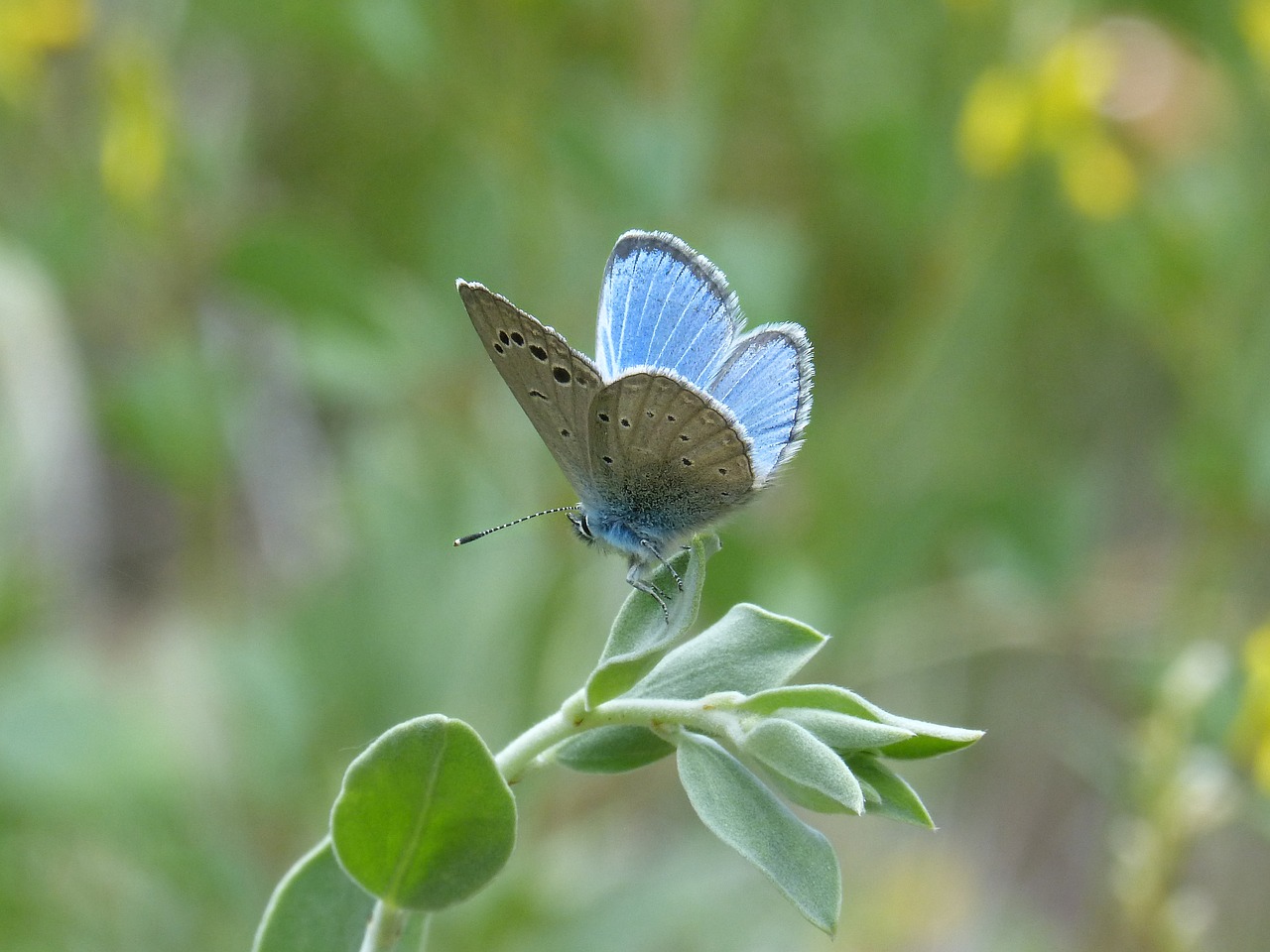 pseudophilotes panoptes blue butterfly butterfly free photo