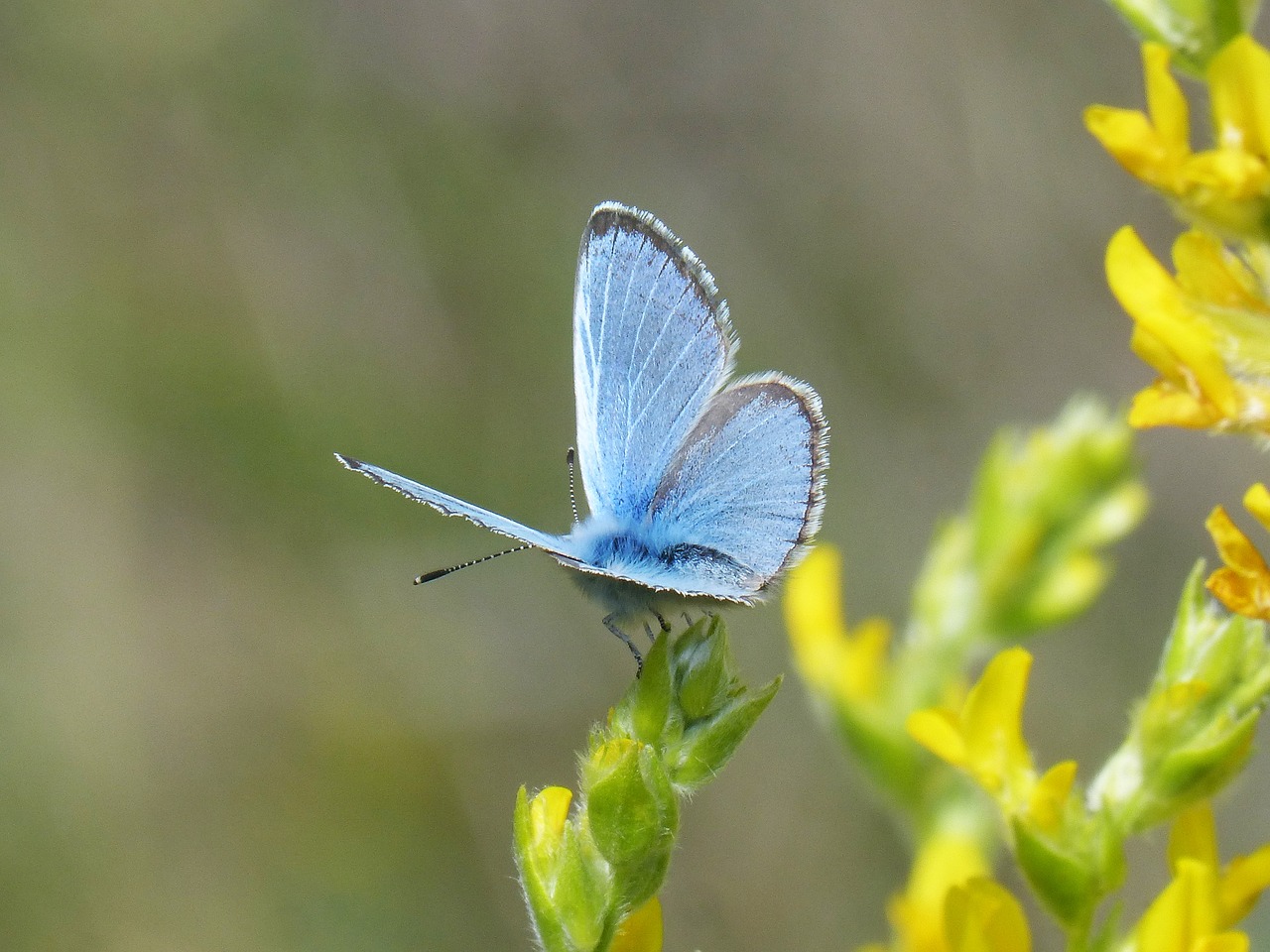 pseudophilotes panoptes blue butterfly butterfly free photo