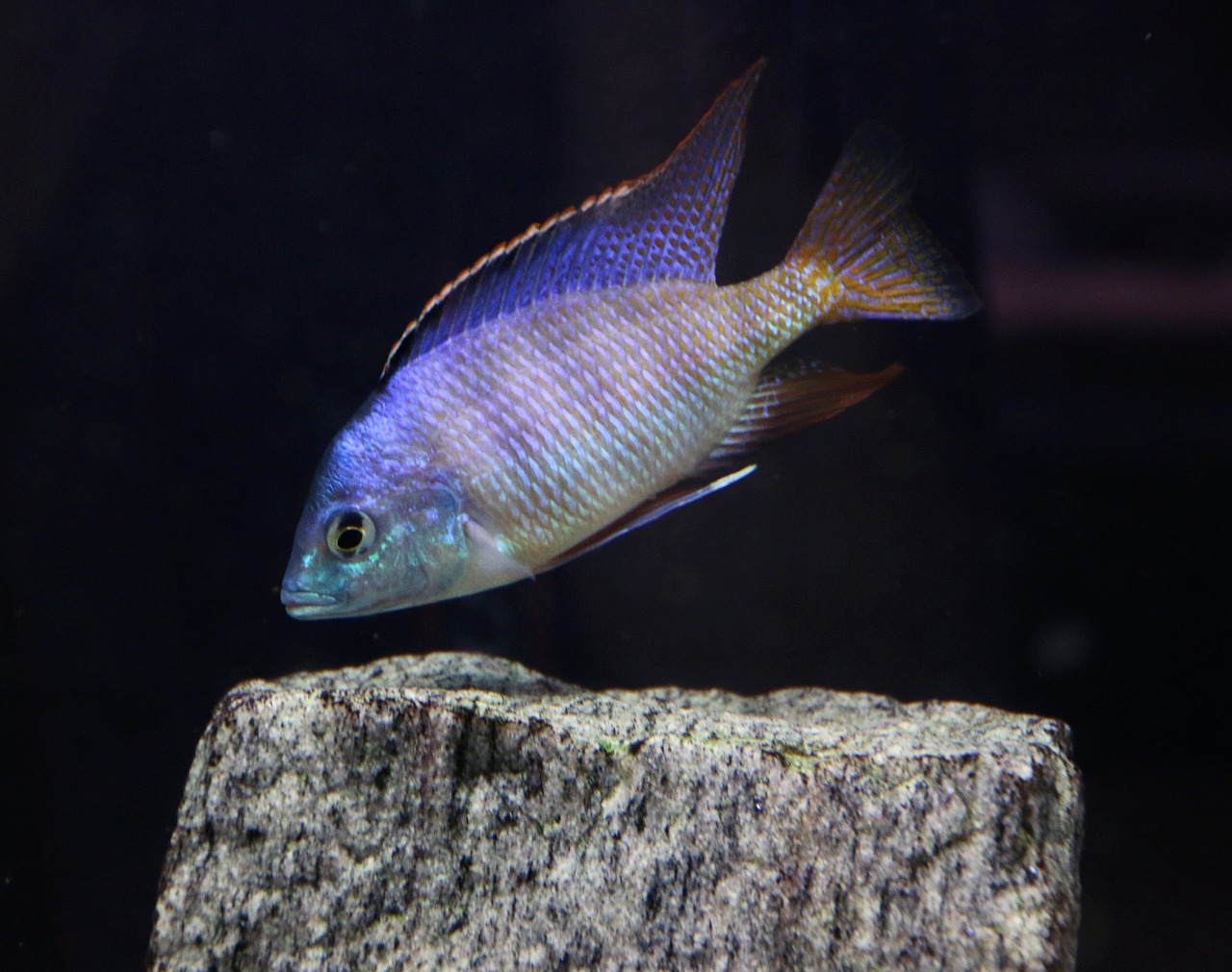 pseudotropheus saulosi fish aquarium free photo