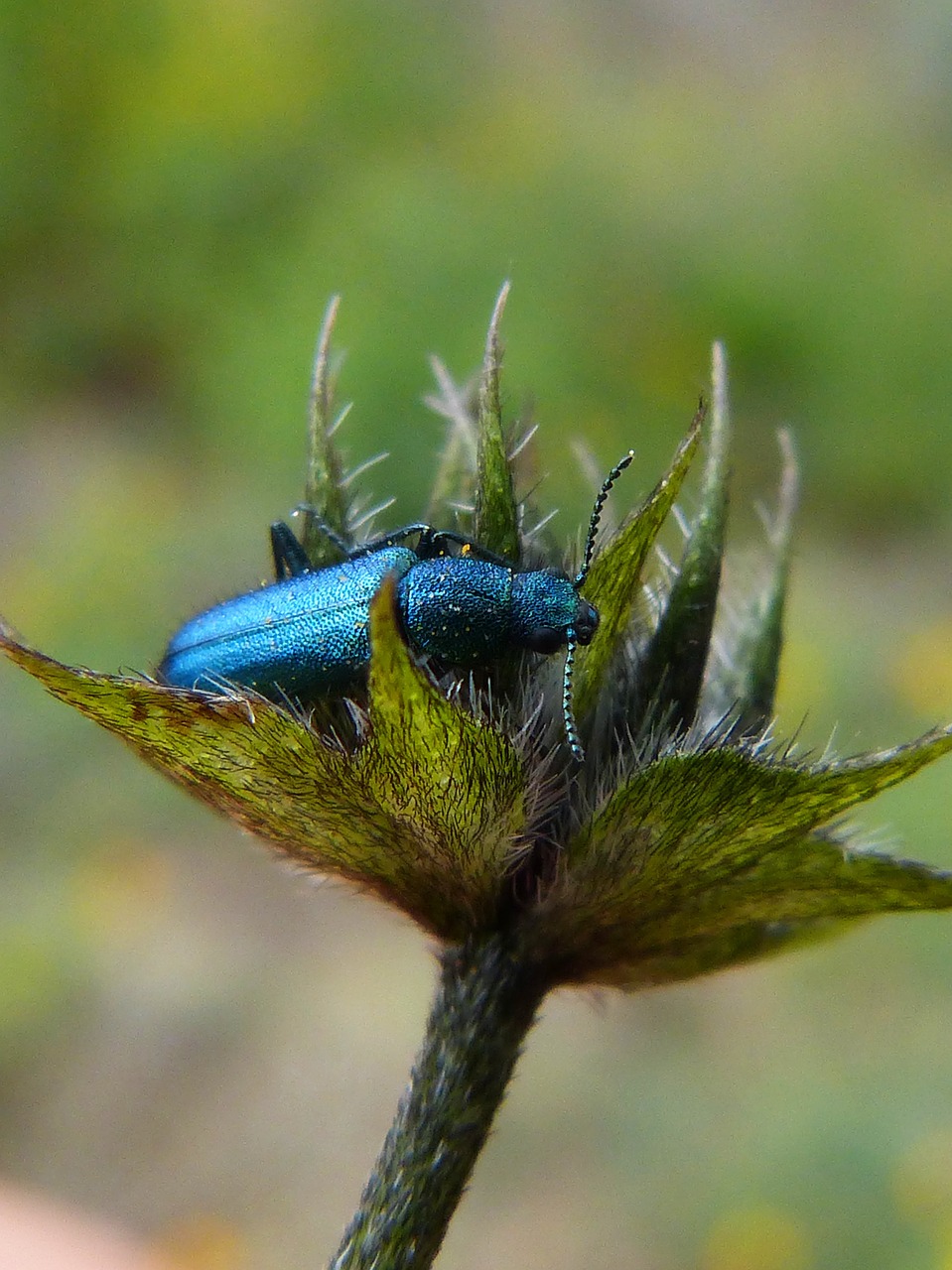 psilothrix cyaneus coleoptera green beetle free photo