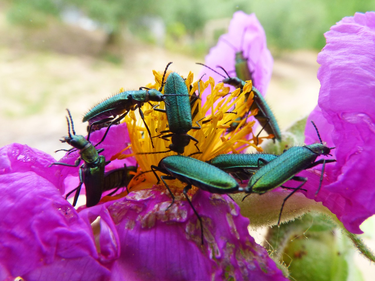 psilothrix viridicoerulea green beetle insects free photo