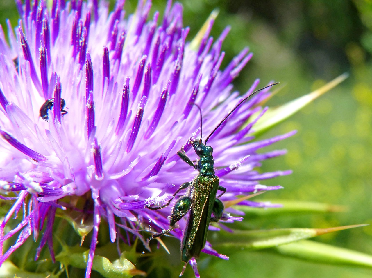 psilothrix viridicoerulea green beetle thistle free photo