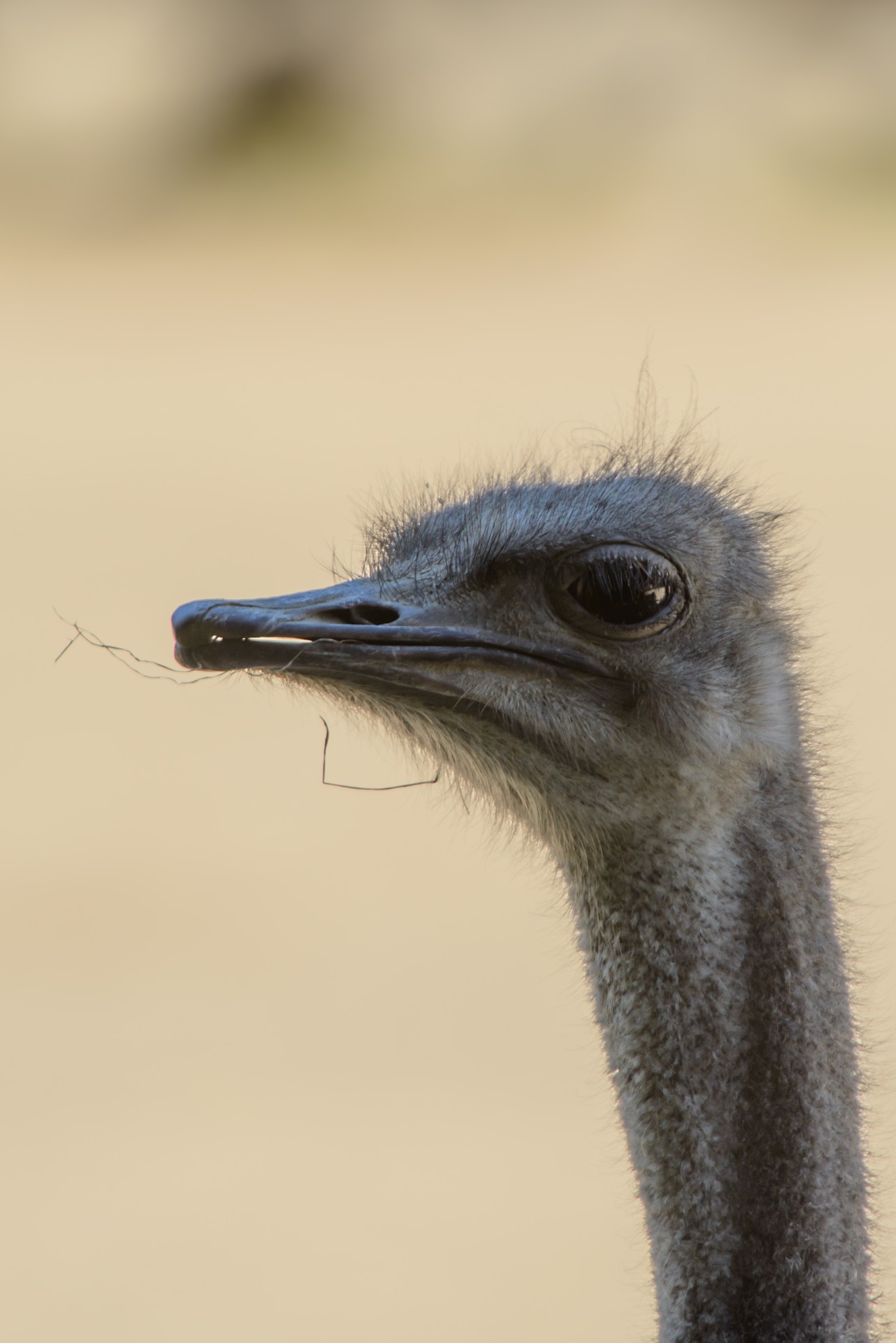 ostrich young head free photo